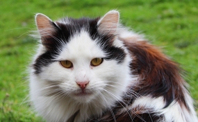 草地可爱喵星人图片